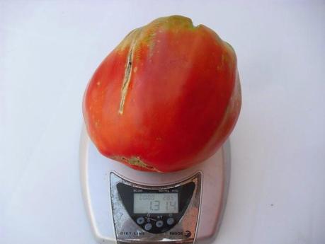 SUPERADO POR 2ª VEZ EN 2014, EL RECORD DE PESO DE UN TOMATE