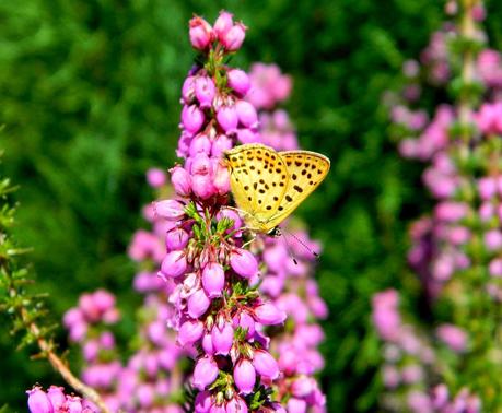 Tenemos flores en verano... ¡y hasta setas!