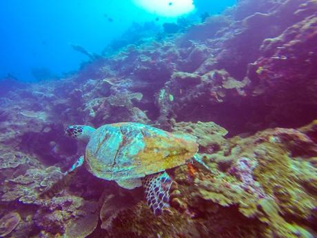 Tortugueando en Una-Una, Togean (cortesía de Juan)