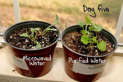 El agua calentada en el microondas, mata las plantas.