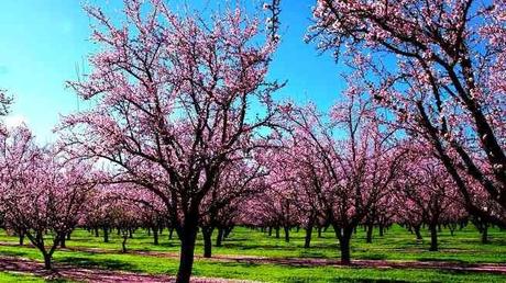 Paisaje primavera