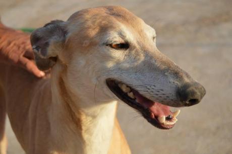 SHAKY, PRECIOSA GALGA EN ADOPCIÓN. (CUENCA)