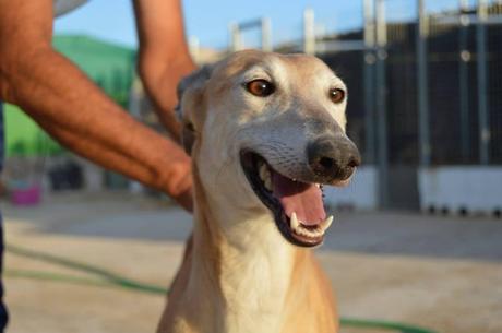 SHAKY, PRECIOSA GALGA EN ADOPCIÓN. (CUENCA)