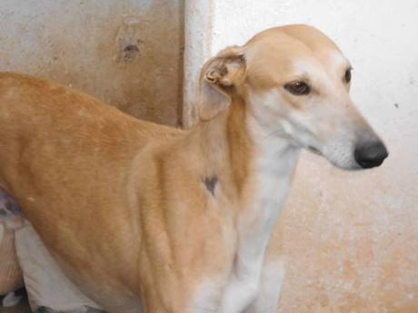 BILBO, PRECIOSO GALGO EN ADOPCIÓN. (SEVILLA)