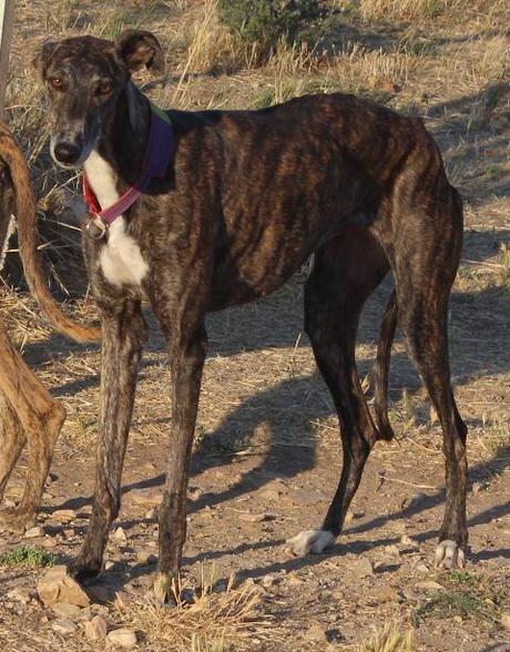 MISTELA, PRECIOSA GALGA EN ADOPCIÓN. (MADRID)