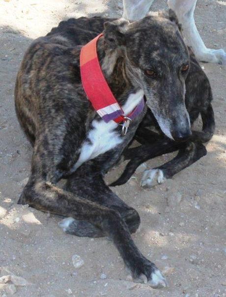 MISTELA, PRECIOSA GALGA EN ADOPCIÓN. (MADRID)