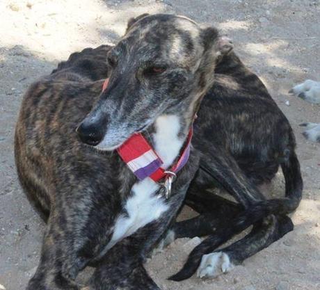 MISTELA, PRECIOSA GALGA EN ADOPCIÓN. (MADRID)