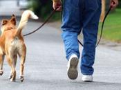 ¿Cómo pasear correctamente perro?