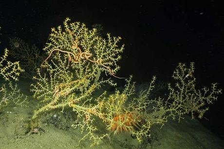 colonia de coralen el Golfo de México