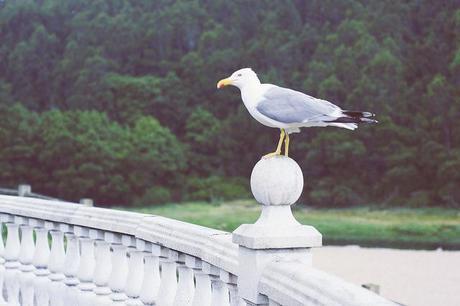 El viaje menos planeado de mi vida Gaviota