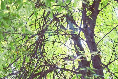 El viaje menos planeado de mi vida Techo natural