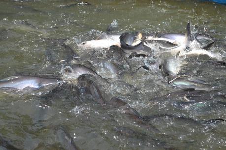 Día 30: Re recorriendo Bangkok (Klongs y Mercados Nocturnos)