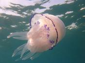 Aumenta población medusas Mediterráneo