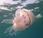 Aumenta población medusas Mediterráneo