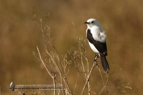 Monjita dominica (Black-and-white Monjita) Xolmis dominicanus