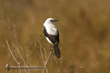 Monjita dominica (Black-and-white Monjita) Xolmis dominicanus