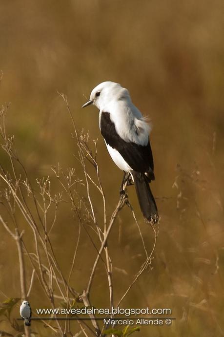 Monjita dominica (Black-and-white Monjita) Xolmis dominicanus