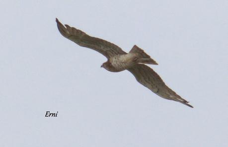SÍNDROME DEL NIDO VACÍO (Campamento en Cabañes)