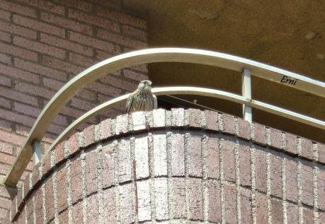 SÍNDROME DEL NIDO VACÍO (Campamento en Cabañes)