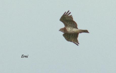 SÍNDROME DEL NIDO VACÍO (Campamento en Cabañes)