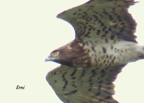 SÍNDROME DEL NIDO VACÍO (Campamento en Cabañes)