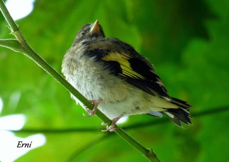 SÍNDROME DEL NIDO VACÍO (Campamento en Cabañes)