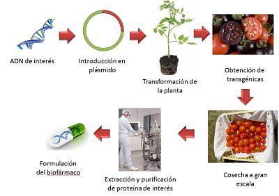 Ciencia y Alimentación. Alimentos transgénicos frente a enfermedades: Las vacunas del futuro. Rafael Barzanallana