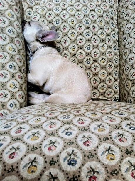 Bonito es:lovely dogs