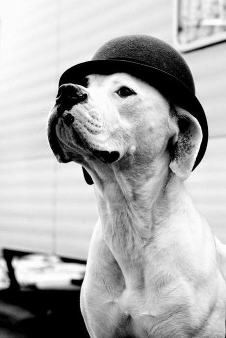 Bonito es:lovely dogs