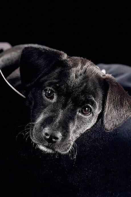 Bonito es:lovely dogs