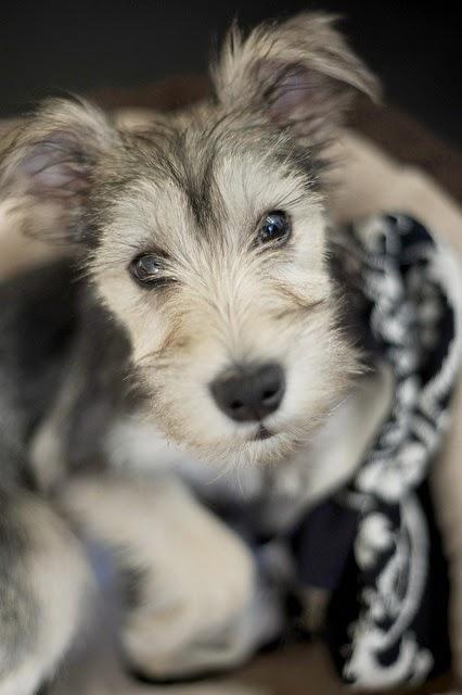 Bonito es:lovely dogs