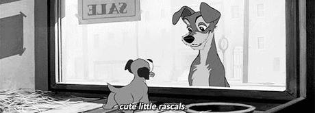 Bonito es:lovely dogs