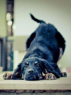 Bonito es:lovely dogs