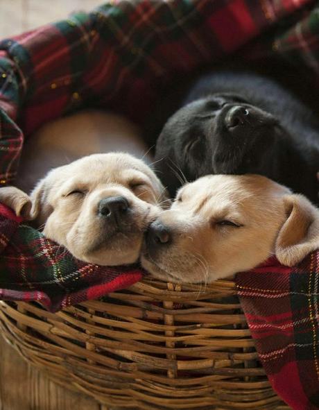 Bonito es:lovely dogs