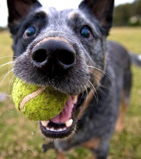 Bonito es:lovely dogs