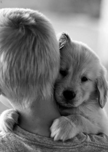 Bonito es:lovely dogs