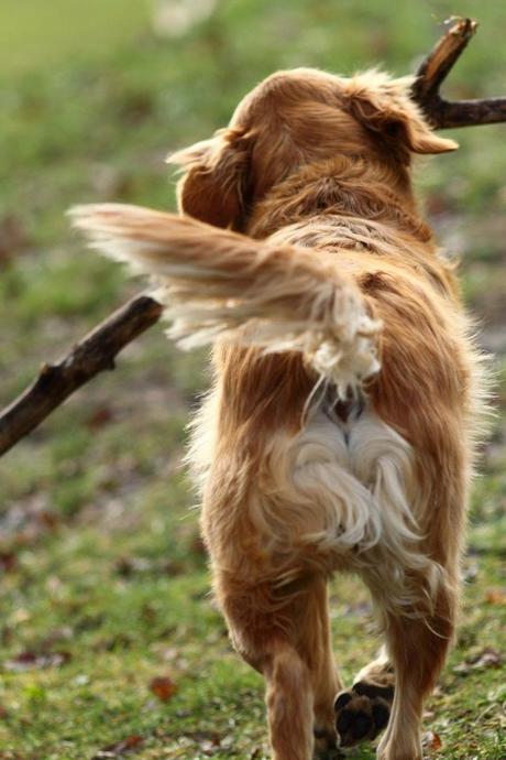 Bonito es:lovely dogs