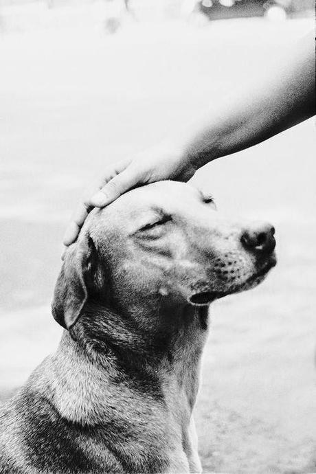 Bonito es:lovely dogs