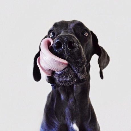 Bonito es:lovely dogs