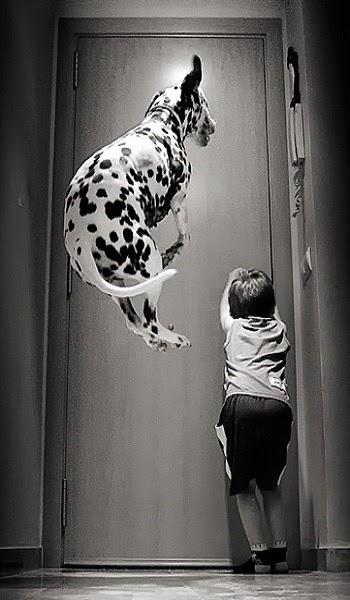 Bonito es:lovely dogs