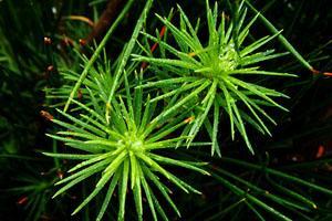 Aceites esenciales para combatir los síntomas de la gripe Aceites esenciales para combatir los síntomas de la gripe