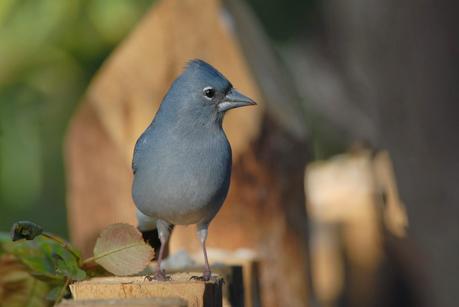 Observar aves en las islas Canarias.