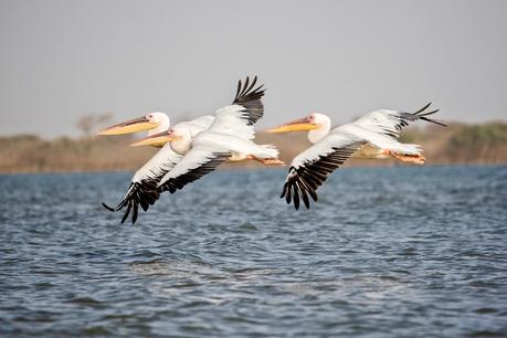 Curso de iniciación a la fotografia de naturaleza con Oliver Yanes en Los Silos