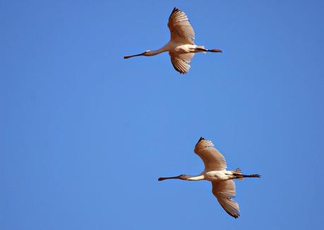 Encuentros con la espatula euroasiática.