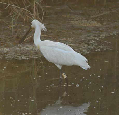 Encuentros con la espatula euroasiática.