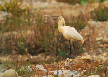 Encuentros con la espatula euroasiática.