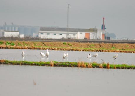 Encuentros con la espatula euroasiática.
