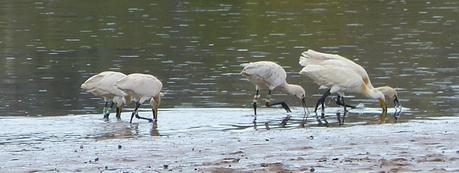 Encuentros con la espatula euroasiática.