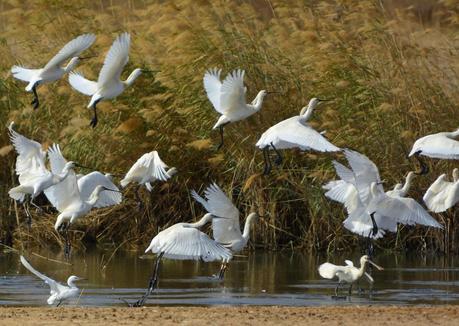 Encuentros con la espatula euroasiática.