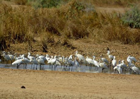 Encuentros con la espatula euroasiática.
